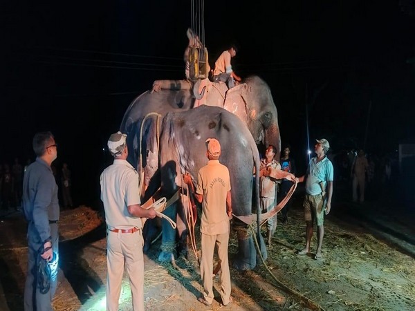 wild-elephant-relocated-to-manas-national-park-in-assam-after-five-day-rescue-operation