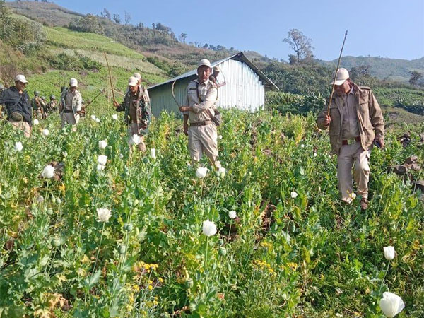 45 acres of poppy cultivation destroyed in Manipur, says CM N Biren Singh