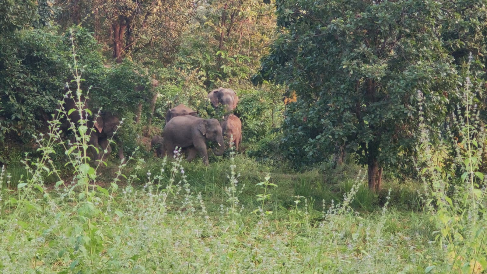 chhattisgarh-trackers-proving-to-be-milestone-in-preventing-elephant-human-conflict-in-jashpur