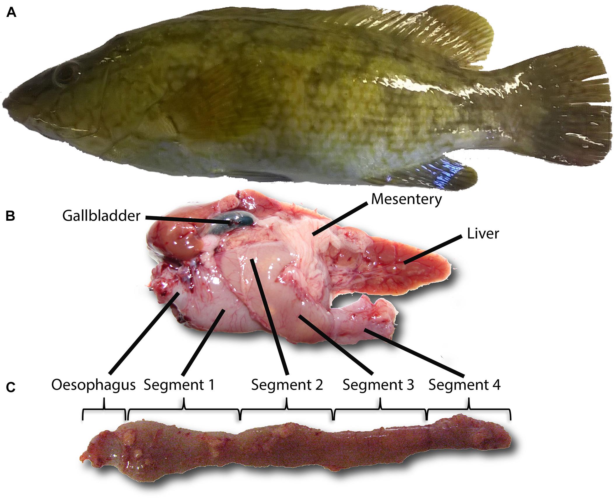 man-hospitalised-after-unknowingly-consuming-fish-gallbladder