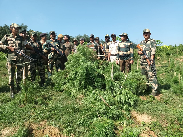 tripura-bsf-destroys-illegal-cannabis-cultivation-spread-over-10-hectares-of-land-in-a-joint-operation