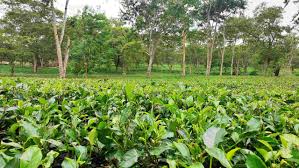 tripura-inches-closer-to-dream-tea-auction-centre-boosting-industry-prospects