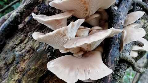 meghalaya-cm-inaugurates-oyster-mushroom-cluster-aimed-to-encourage-cultivation