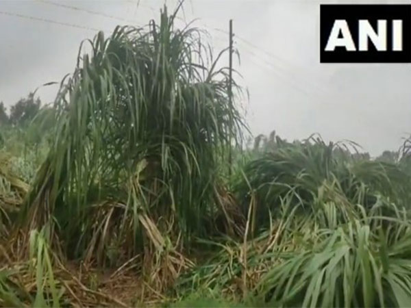 uttar-pradesh-farmers-face-severe-crop-damage-due-to-heavy-rain-in-moradabad