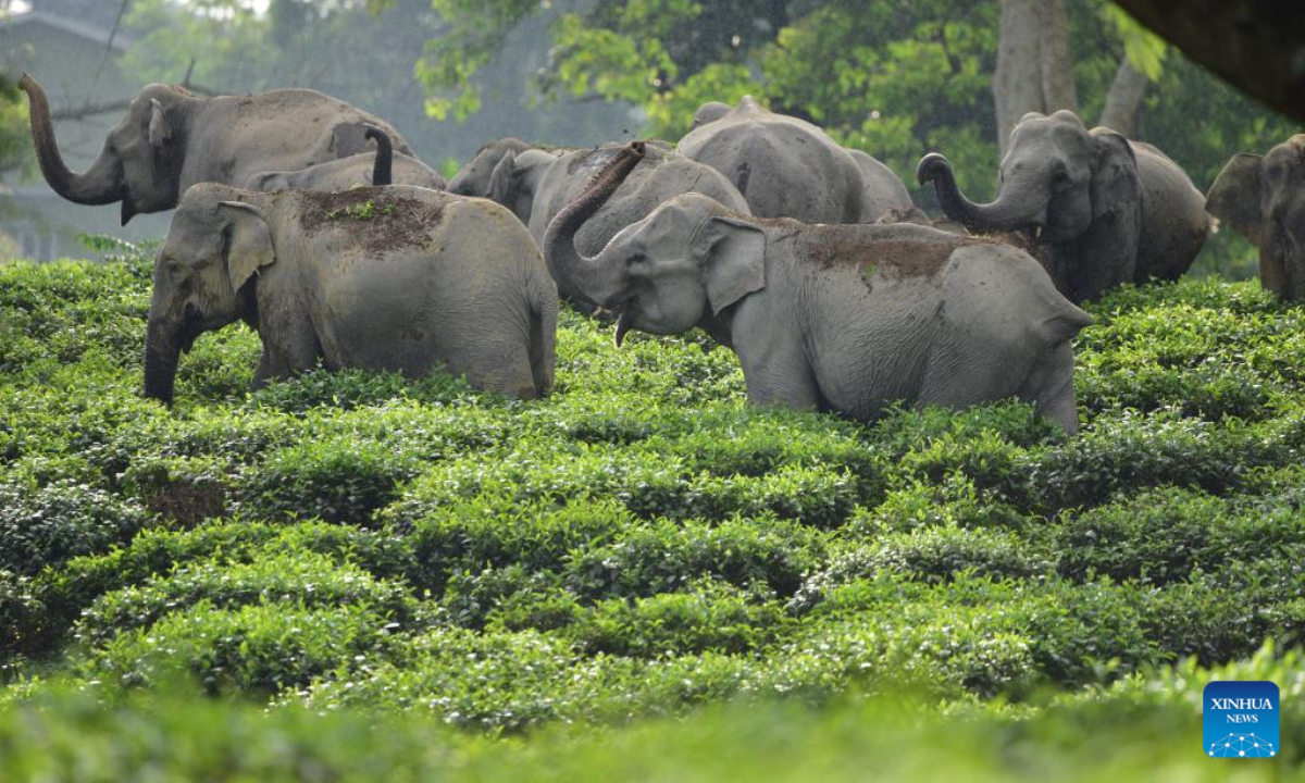 people-protest-alleged-lack-of-action-in-checking-wild-elephant-menace-  