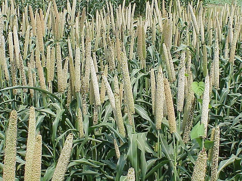tripura-farmers-embrace-millet-cultivation-with-govt-support