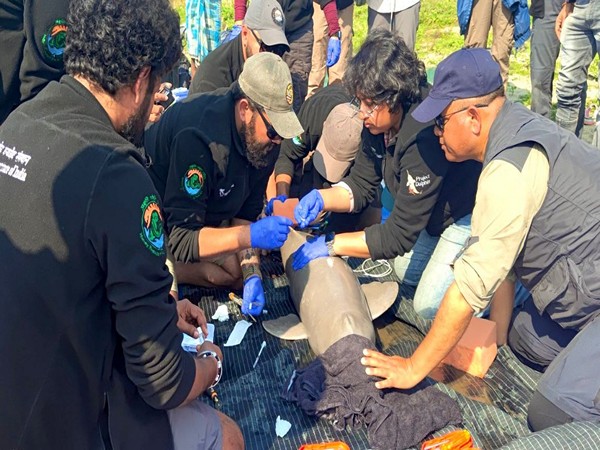 india-conducts-first-ever-ganges-river-dolphin-tagging-in-assam