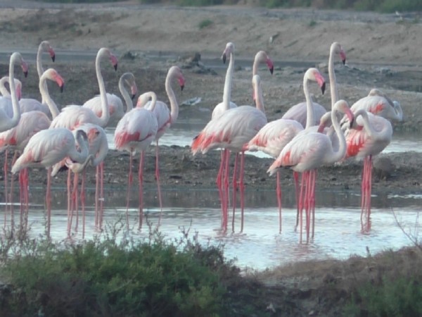 Large flock of flamingos arrive in coastal areas of Thoothukudi