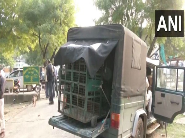 Rajasthan: Three injured in tiger attack at Mahukheda village in Dausa