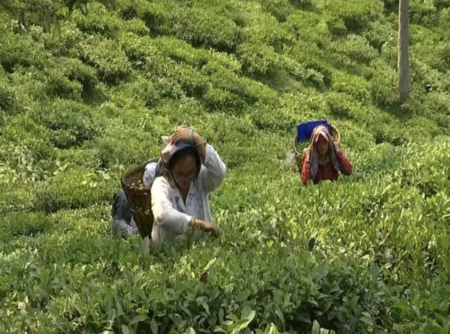 north-indias-tea-industry-faces-major-crisis-with-production-down-60-mn-kilos-amid-extreme-weather