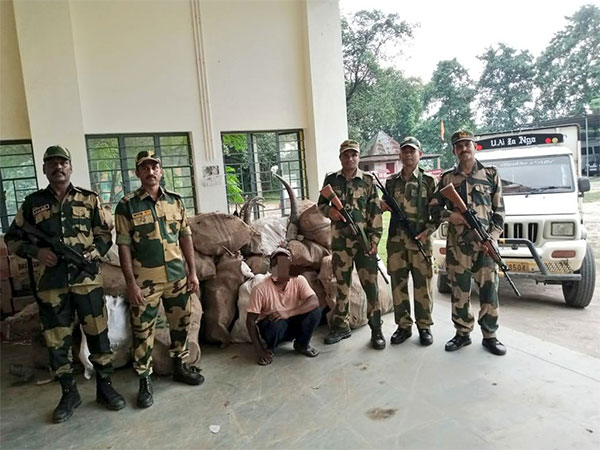 Meghalaya: BSF seizes buffalo horns, liquor along Indo-Bangladesh border