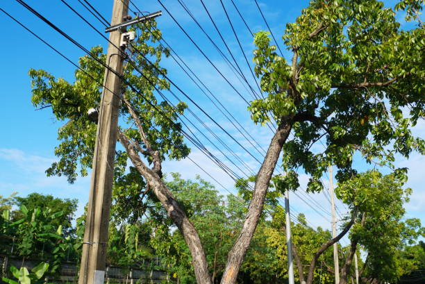 peren-administration-asks-power-authority-to-clear-vegetation-off-power-lines - 