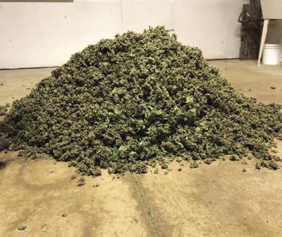 odisha-police-seize-over-10000-kg-of-marijuana-in-kandhamal-one-arrested