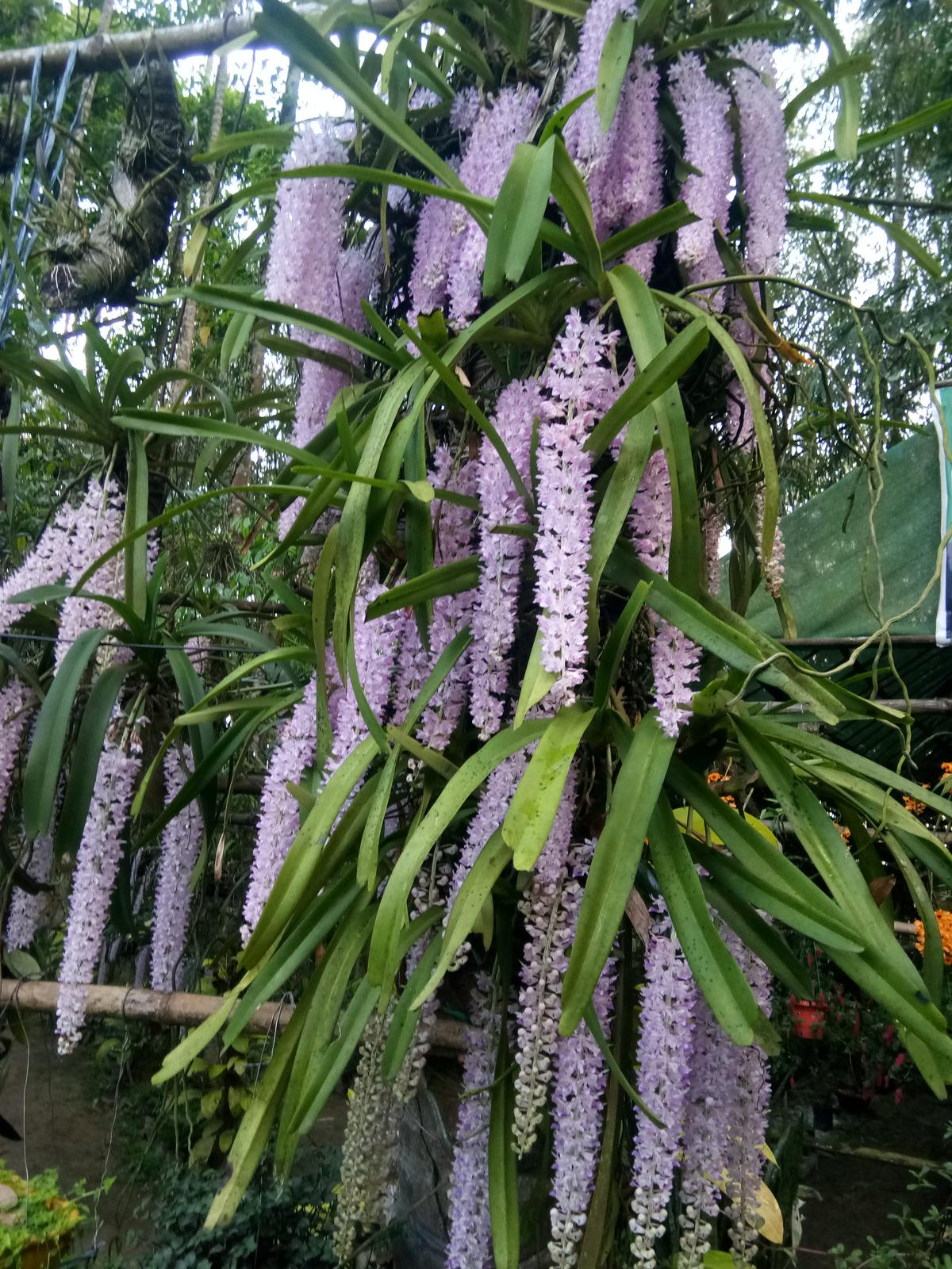 Assam man