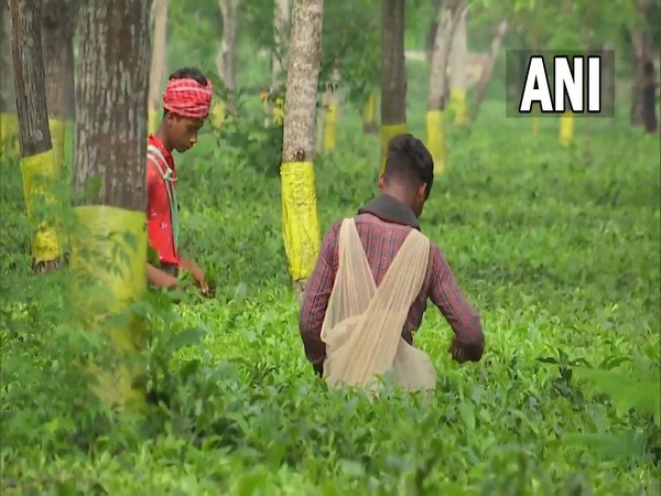 Assam signs MoUs to transform 354 Tea Garden hospitals into Ayushman Arogya Mandirs