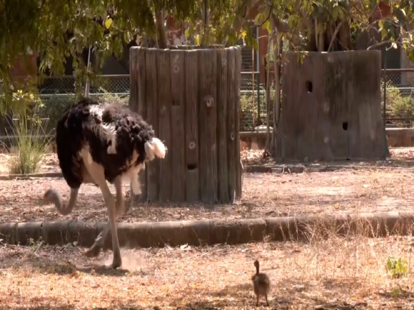 ramniwas-bagh-zoo-breeds-rajasthans-first-ostrich