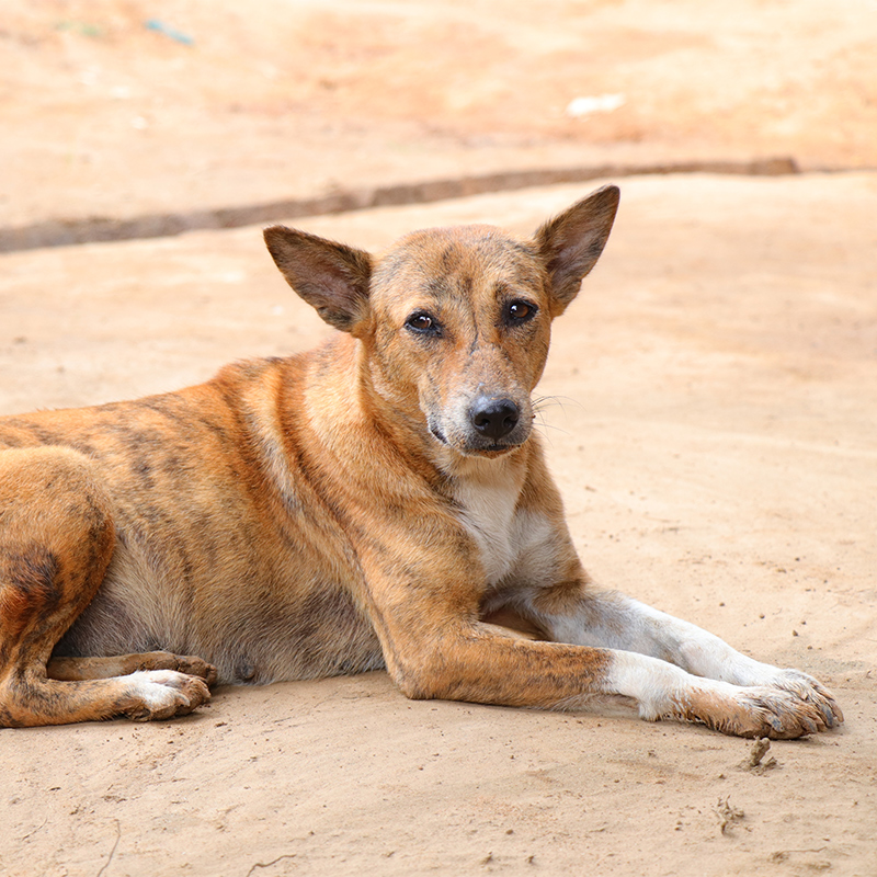 maharashtra-woman-son-booked-in-pune-for-beating-up-hanging-to-death-pet-dog