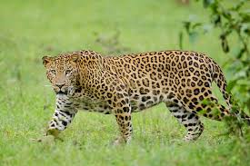 Gujarat: 5-month-old baby attacked by leopard in Jamnagar