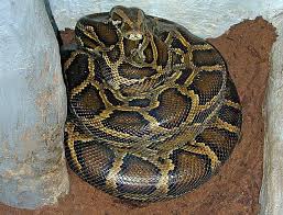 python-rescued-from-assam-university-campus