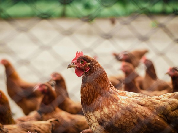 odisha-govt-to-cull-20000-birds-in-response-to-avian-influenza-outbreak