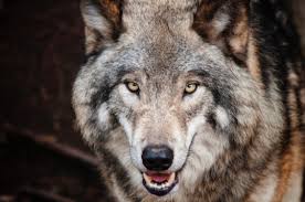 5-year-old-girl-injured-in-another-wolf-attack-in-bahraich-search-for-killer-wolves-continue