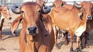 cow-vigilantes-murder-class-12-student-on-suspicion-of-being-cattle-smuggler  