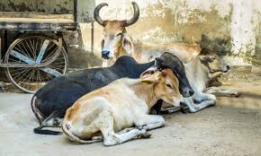 tripura-cm-manik-saha-announces-plans-to-boost-cattle-population-under-rashtriya-gokul-mission