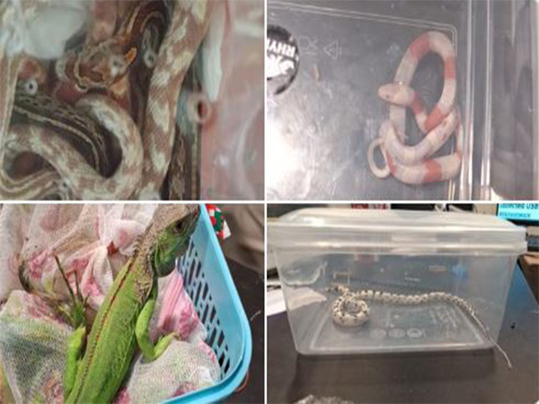 Two held at Jaipur airport with exotic reptiles and insects in luggage