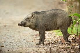 villagers-in-mon-kill-wild-boar-said-to-have-killed-two-persons