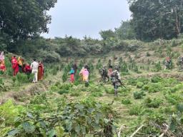 Tripura: Assam Rifles destroy over 16 hectares of ganja plantation in Sonamura