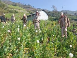 45 acres of poppy cultivation destroyed in Manipur, says CM N Biren Singh