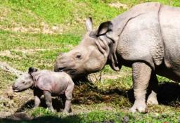 Increase in the birth of animals in Assam State Zoo, becoming an attraction for vis ..