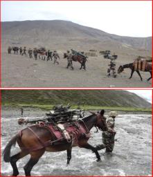 Indian Army commemorates legacy of Animal Transport (Mountain Artillery) Units with..