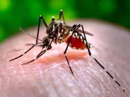 Zika virus cases reported in Pune, total increases to six
