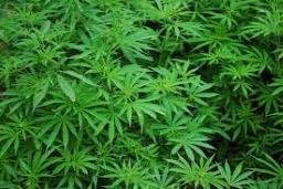 Daily cannabis use linked to cannabinoid hyperemesis syndrome: Study