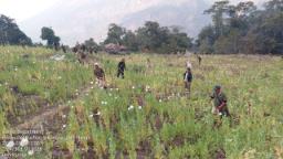 4.8 hectares of illegal poppy cultivation destroyed in Senapati district