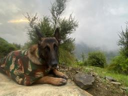 Indian Army sniffer dog Phantom killed in anti-terror operation in Jammu