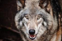 5-year-old girl injured in another wolf attack in Bahraich, search for 