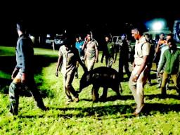 Tamil Nadu: Forest department rescues elephant calf separated from mother