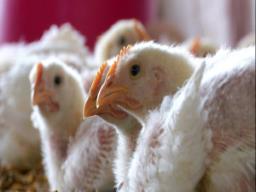 US reports first bird flu-related human death in Louisiana