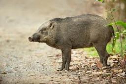 Villagers in Mon kill wild boar said to have killed two persons